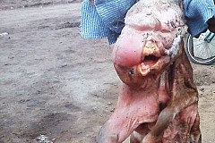 (Photos) Argentine: un veau est né avec une tête d'humain! (Photos) Argentine: un veau est né avec une tête d'humain!