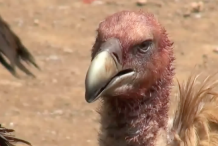(vidéo) Choc: Au tibet, la tradition veut que les morts soient dévorés par des vautours 