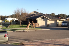 (vidéo) Australie: Deux kangourous se battent en pleine rue 