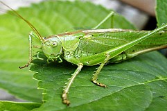 Son oreille le chatouillait : c'était un gros criquet