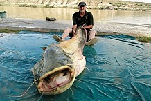 Voici le plus gros poisson-chat albinos du monde !