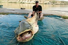 Voici le plus gros poisson-chat albinos du monde !