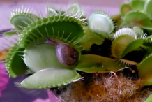 (vidéo) Cette plante carnivore ne fait qu’une bouchée d’un escargot 
