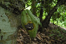Campagne contre les pesticides frauduleux et la mauvaise utilisation des produits phytosanitaires dans la cacao-culture