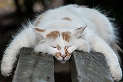 (Vidéo) Un chat avec un sommeil profond