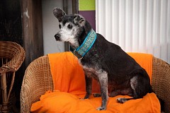 A 21 ans, Floppy est le plus vieux chien du monde A 21 ans, Floppy est le plus vieux chien du monde