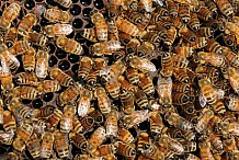 Etas-Unis: Attaqué par 800.000 abeilles... jusqu'à la mort