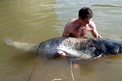 Un silure de 2m 25 sorti des eaux du Tarn Un silure de 2m 25 sorti des eaux du Tarn