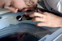 (vidéo) : Il sauve un oiseau en lui faisant un massage cardiaque 