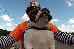 (Vidéo) Un chien lève sa patte pour saluer un motard (Vidéo) Un chien lève sa patte pour saluer un motard