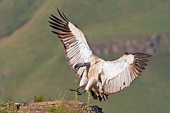 Il empoisonne 46 vautours en voie d'extinction