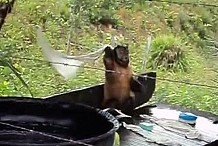 (Vidéo) Un singe fait sa lessive comme un humain