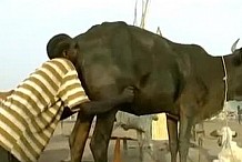 (Vidéo) Souffler dans le cul d’une vache en Afrique