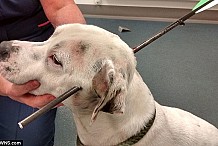 (Photos) Ce chien erre pendant deux jours avec une flèche transperçant sa tête