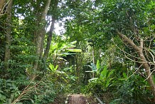 Il chute de 20 mètres dans la jungle, rampe pendant trois jours et survit, malgré ses blessures