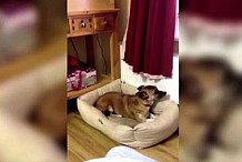 (vidéo) Ces chiens envient le repas de leurs maîtres et jouent à 1, 2, 3, soleil