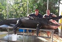 Etats-Unis: Ils capturent un alligator de 350 kilos à mains nues