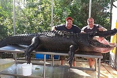 Etats-Unis: Ils capturent un alligator de 350 kilos à mains nues Etats-Unis: Ils capturent un alligator de 350 kilos à mains nues