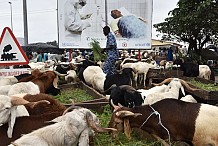 Côte d'Ivoire : des animaux en divagation attaquent des habitants, 2 morts