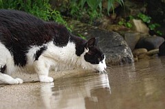 (vidéo) Un chat se fait attaquer et emporter dans l’eau par un poisson 