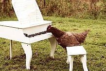 (Vidéo) Une musique composée par une poule
