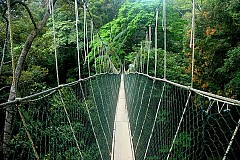 Une trentaine de victimes dans l’effondrement d’un pont en bois à Yopougon Une trentaine de victimes dans l’effondrement d’un pont en bois à Yopougon