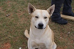 USA: Un chien aide la police à arrêter son maître USA: Un chien aide la police à arrêter son maître