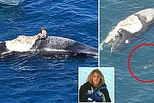 Un Australien s'excuse d'avoir «surfé» sur le cadavre d'une baleine