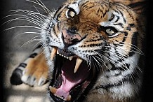 Chine: Elle se glisse dans la cage d'un tigre et perd la vie