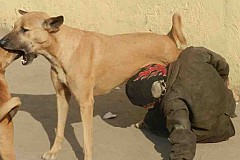 (Photos) Inde: Un jeune garçon surpris entrain de sucer le lait d’une chienne abandonnée