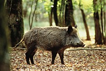 (vidéo) Au texas, les paysans chassent le cochon sauvage avec de l’explosif 