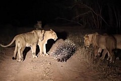 (Vidéo) Afrique du Sud: Un porc-épic tient tête à 17 lions affamés