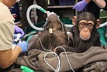 Ce petit chimpanzé reste aux côtés de sa maman pendant une opération 