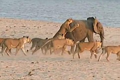 (Vidéo) Un éléphanteau déjoue l'attaque de 14 lionnes