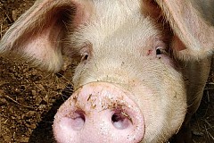 Chine: Une truie tue et mange un garçon de 2 ans Chine: Une truie tue et mange un garçon de 2 ans