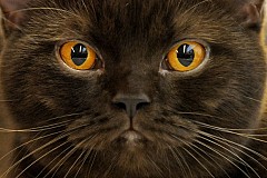 Elle appelle les secours parce qu’un chat la regarde bizarrement Elle appelle les secours parce qu’un chat la regarde bizarrement