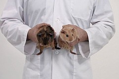 (Vidéo) Des cochons d'Inde pour prévenir le cancer des testicules (Vidéo) Des cochons d'Inde pour prévenir le cancer des testicules