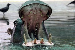Niger: Un hippopotame attaque et tue douze écoliers Niger: Un hippopotame attaque et tue douze écoliers