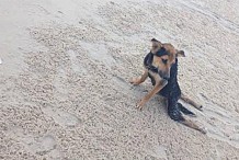 (photos) Elle adopte ce chien paraplégique qui lui a fendu le coeur: il rampait sur une plage en Thaïlande 