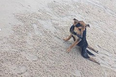 (photos) Elle adopte ce chien paraplégique qui lui a fendu le coeur: il rampait sur une plage en Thaïlande 