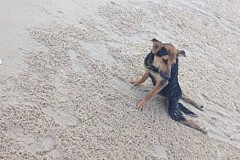 (photos) Elle adopte ce chien paraplégique qui lui a fendu le coeur: il rampait sur une plage en Thaïlande (photos) Elle adopte ce chien paraplégique qui lui a fendu le coeur: il rampait sur une plage en Thaïlande