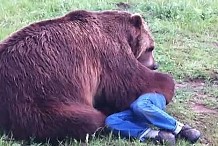 (vidéo) Un ours dévore vivant un homme 
