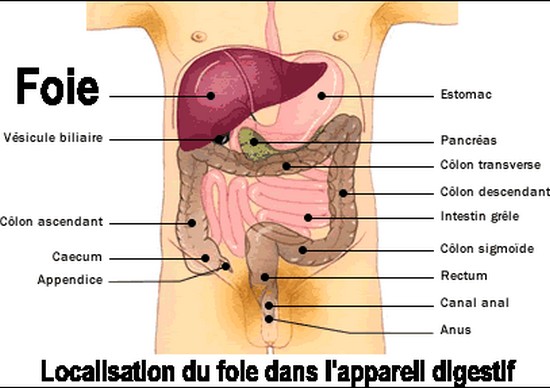 Vu Corps Humain