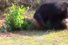(vidéo choc) Un ours dévore un fermier vivant en Inde 