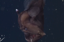 (vidéo) Un monstre des abysses filmé pour la première fois dans les profondeurs du Pacifique 