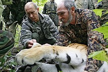 Chine: Un «tigre de Poutine» auteur d'un carnage de chèvres