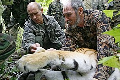 Chine: Un «tigre de Poutine» auteur d'un carnage de chèvres Chine: Un «tigre de Poutine» auteur d'un carnage de chèvres