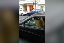 (vidéo) Un chien coincé dans une voiture se sert du klaxon 