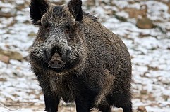 La voiture heurte un sanglier, la passagère tuée La voiture heurte un sanglier, la passagère tuée