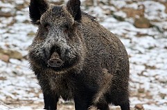 La voiture heurte un sanglier, la passagère tuée